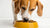 Can Dogs Eat Dry Food? Understanding the Nutritional Needs of Our Furry Friends