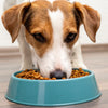 Can Dogs Eat Duck Food? A Comprehensive Guide for Pet Owners