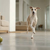 Can Dogs Eat Eggplant? A Comprehensive Guide for Pet Owners