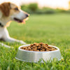 Can Dogs Eat Expired Dog Food? Risks, Dates, and Storage Tips