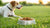Can Dogs Eat Expired Dog Food? Understanding the Risks and Best Practices