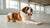 Can Dogs Eat Expired Dry Dog Food? Understanding the Risks and Guidelines