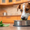 Can Dogs Eat Expired Food? Understanding the Risks and Best Practices