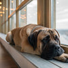 Can Dogs Eat Expired Kibble? Understanding the Risks and Best Practices