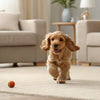 Can Dogs Eat Fish Bones? Understanding the Risks and Benefits for Your Canine Companion