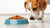 Can Dogs Eat Fish Cat Food? Understanding the Nutritional Differences