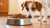 Can Dogs Eat Fish Food Flakes? Understanding the Risks and Considerations