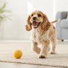 Can Dogs Eat Flax Seeds? Understanding the Benefits and Risks