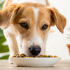 Can Dogs Eat Food Cooked in Grapeseed Oil? Understanding the Safety and Benefits