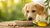 Can Dogs Eat Food Cooked in Olive Oil? Exploring the Benefits and Risks