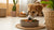 Can Dogs Eat Food Cooked with Bay Leaves? The Essential Guide for Pet Owners