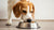 Can Dogs Eat Food Cooked with Garlic? Understanding the Risks and Precautions