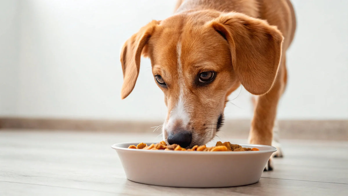 What is olive oil, and why do people give it to dogs?