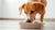 Can Dogs Eat Food Cooked with Olive Oil? Exploring the Benefits and Precautions