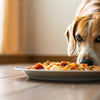Can Dogs Eat Food Left Out Overnight? Safety and Storage Tips