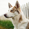 Can Dogs Eat Food Seasoned with Bay Leaves? Understanding the Risks