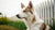 Can Dogs Eat Food Seasoned with Bay Leaves? Understanding the Risks