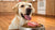 Can Dogs Eat Food Seasoned with Pepper? A Comprehensive Guide for Pet Owners