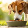 Can Dogs Eat Food That Has Been Cooked With Onions? Understanding Onion Toxicity in Dogs