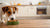 Can Dogs Eat Food That Has Been Left Out? Understanding the Risks and Best Practices