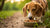 Can Dogs Eat Food That Has Garlic in It? Understanding Garlic Toxicity in Dogs-140294553839