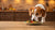 Can Dogs Eat Food That's Been Left Out? A Comprehensive Guide