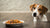 Can Dogs Eat Food That Touched Onion? Understanding the Risks and Safe Practices-140133826799