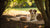 Can Dogs Eat Food When It's Hot? Understanding the Dos and Don'ts of Warm Meals for Your Furry Friend-140133564655