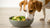 Can Dogs Eat Food with Avocado Oil? A Comprehensive Guide for Pet Owners-140296061167