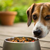 Can Dogs Eat Food with Baking Soda? Understanding the Risks and Precautions