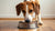 Can Dogs Eat Food with Black Pepper? Understanding the Risks and Benefits