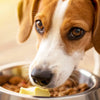 Can Dogs Eat Food with Butter? Understanding the Risks of Sharing This Common Ingredient