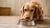 Can Dogs Eat Food With Cinnamon in It? A Comprehensive Guide for Pet Owners-140410323183