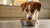 Can Dogs Eat Food with Coconut Milk? A Comprehensive Guide for Pet Parents-140298584303