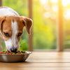Can Dogs Eat Food with Coconut Milk? Understanding the Benefits and Risks