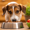 Can Dogs Eat Food with Cornstarch? Understanding the Pros and Cons
