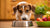Can Dogs Eat Food with Cornstarch? Understanding the Pros and Cons
