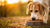 Can Dogs Eat Food With Curry Powder? Understanding the Risks and Alternatives-140135432431