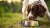 Can Dogs Eat Food With Flour? A Comprehensive Guide for Pet Owners-140410454255