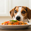 Can Dogs Eat Food with Garlic in It? Understanding the Risks and Safe Practices