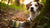 Can Dogs Eat Food with Garlic? Understanding the Risks and Safety