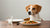 Can Dogs Eat Food with Ginger? Understanding the Benefits and Risks of Ginger for Dogs