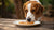 Can Dogs Eat Food with Honey in It? Understanding the Sweet Treat for Our Four-Legged Friends