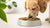 Can Dogs Eat Food with Mold? Understanding the Risks and Safe Practices-140294455535