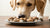 Can Dogs Eat Food with Mushrooms in It?
