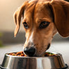 Can Dogs Eat Food with Olive Oil? Exploring the Benefits and Risks