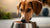 Can Dogs Eat Food with Olive Oil? Exploring the Benefits and Risks