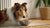 Can Dogs Eat Food with Onions? Understanding the Risks and Safe Practices