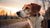 Can Dogs Eat Food With Onions in It? Understanding the Risks for Our Furry Friends