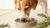 Can Dogs Eat Food with Rosemary? Benefits, Precautions, and Best Practices